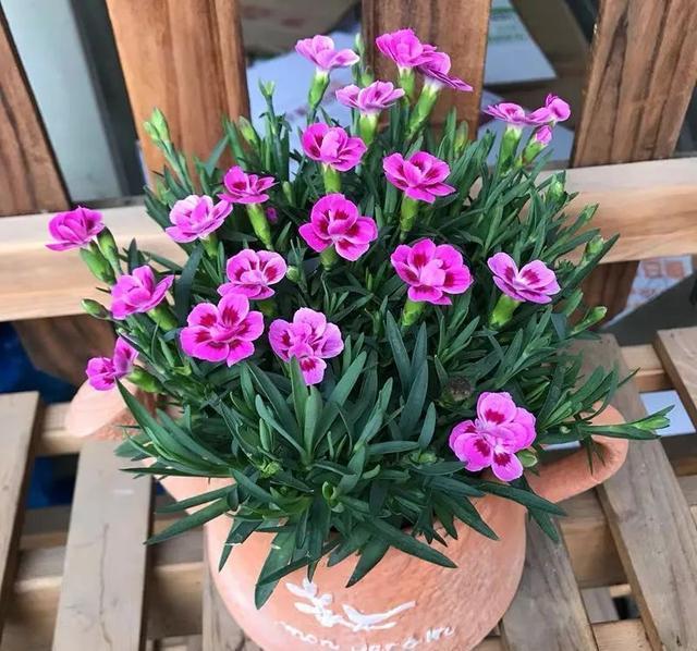 6种便宜花，好养又容易爆盆，春天养几盆，开花多到爆，漂亮极了