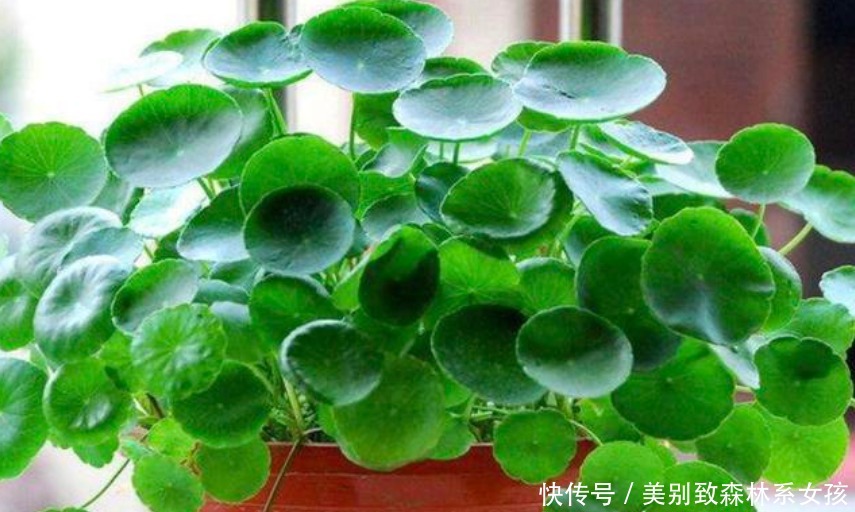 “5种花”再便宜也别买掐个枝条就能活,7天生根,2月就爆盆!