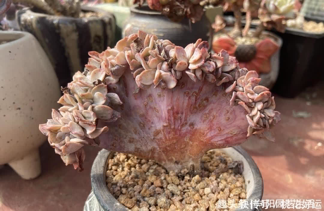 主干|买多肉,不买缀化,养护难度高,养的时间越长,越容易黑腐