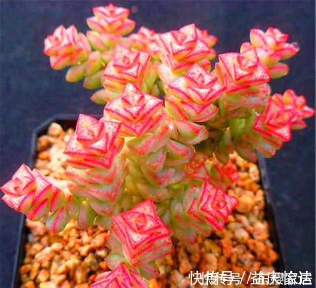 冬天|多肉中的“招财王子”,晒一晒就脸红,爆头简单,冬天照样蹭蹭长