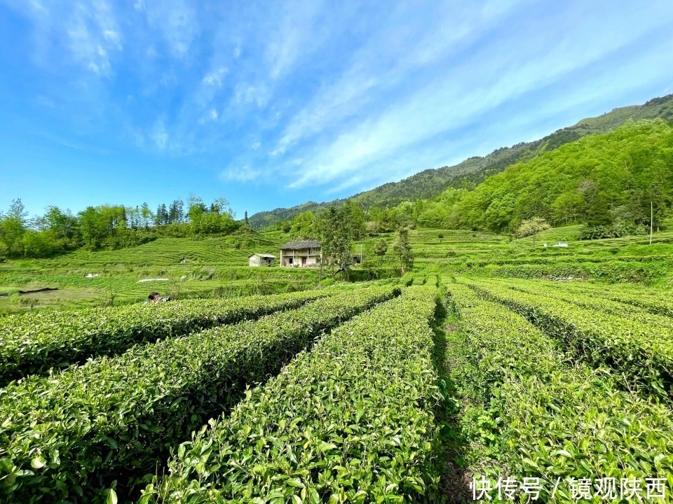 生态镇巴，名茶之乡，在镇巴最美茶园采茶、品茗、观云海