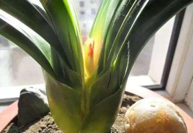 碰到君子兰夹箭不要慌,棉签擦一擦花心,花箭生长效果明显