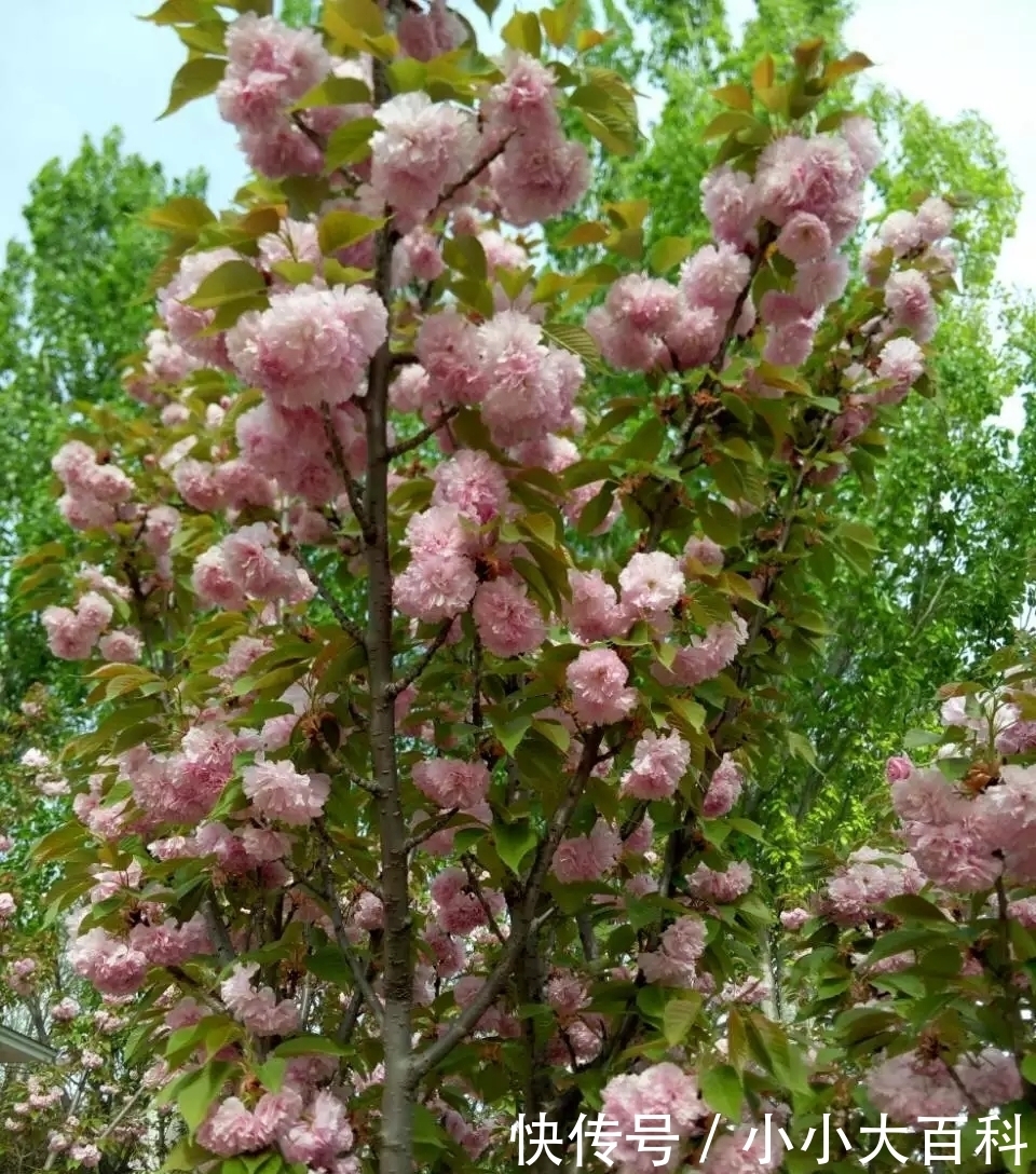 又是一年海棠花开