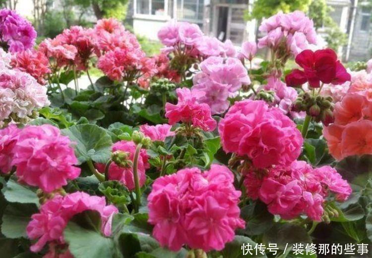 4种花养在客厅超美的,好养易活不招虫,一开花就爆盆