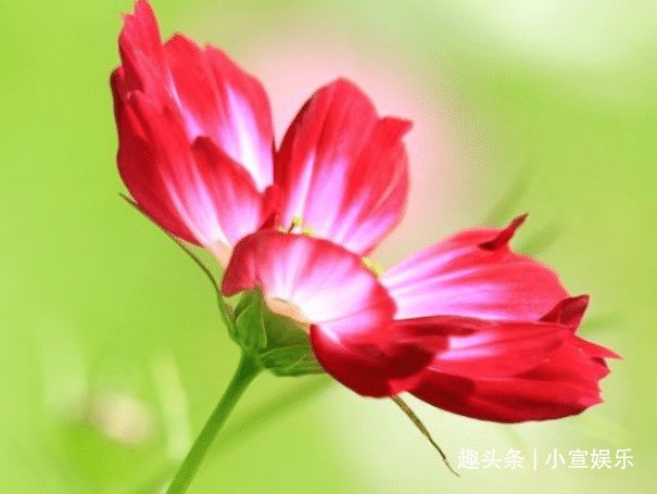 4月27到5月4日 三生肖好运顺利 贵人相助财源滚滚来 粉紫色