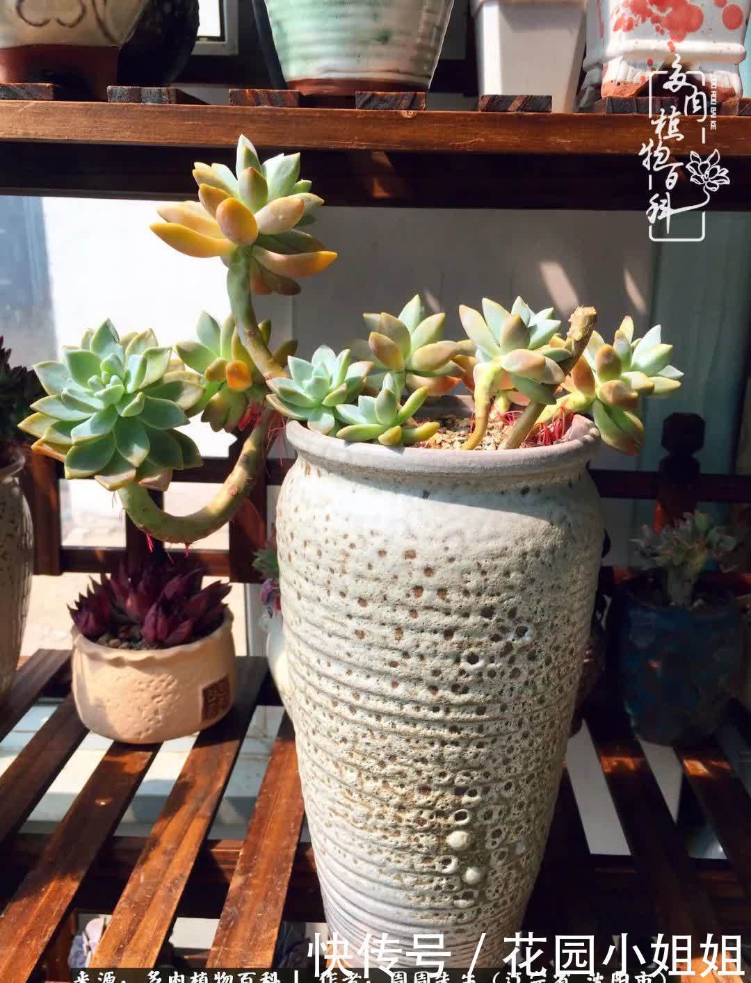 不羡鸳鸯不羡仙,只羡东北来春天!多肉冬去春来!