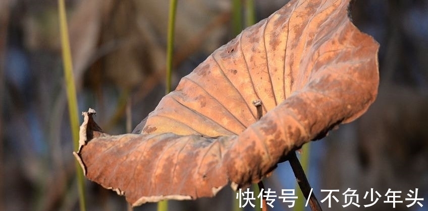 宝玉#一首干荷叶小令，意境苍茫，情景交融，写尽了残荷的孤寂