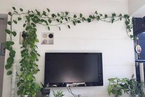 黄叶|绿萝又黄叶?一点“粉末”撒盆里,叶绿根壮,比啥肥料都好使