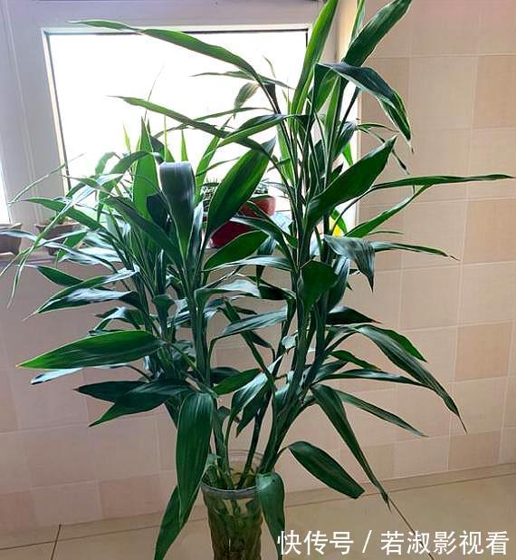 和富贵竹一样好养的观音竹，更值得养，打理简单，寓意好