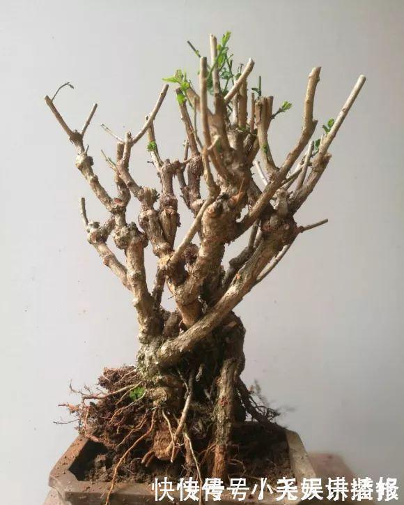 长寿花|花苗越老越值钱这5种花的老桩,买了就上当