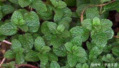 这三植物容易“泛滥成灾”,养一棵成活一大片,40℃还生机勃勃!