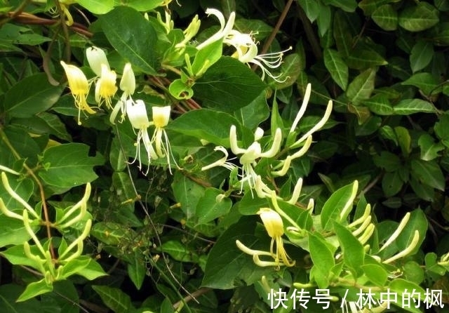 毒物|肝肠寸断,不仅是简单的形容词,也是中国最庞大的毒物家族