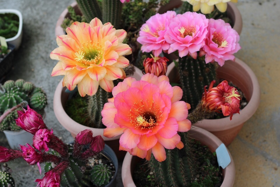 天气太热,养6种别乱浇水,浇得多死得快,难怪一浇就烂根