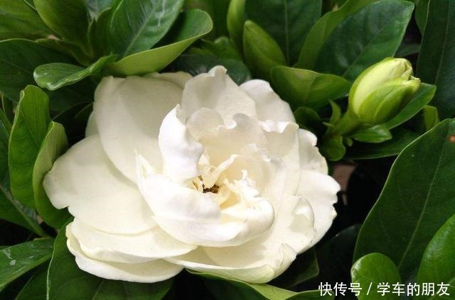 4种花爱喝啤酒,半个月给它喂1盅,越喝叶子越绿!