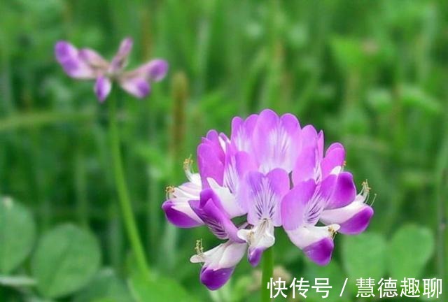 春天里|紫云英花——那是我的思乡之花