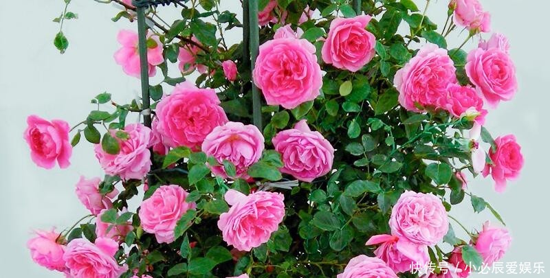 夏季|夏季蚊子乱嗡嗡?教你4个驱蚊小妙招,整夜开窗都不怕,睡觉更香