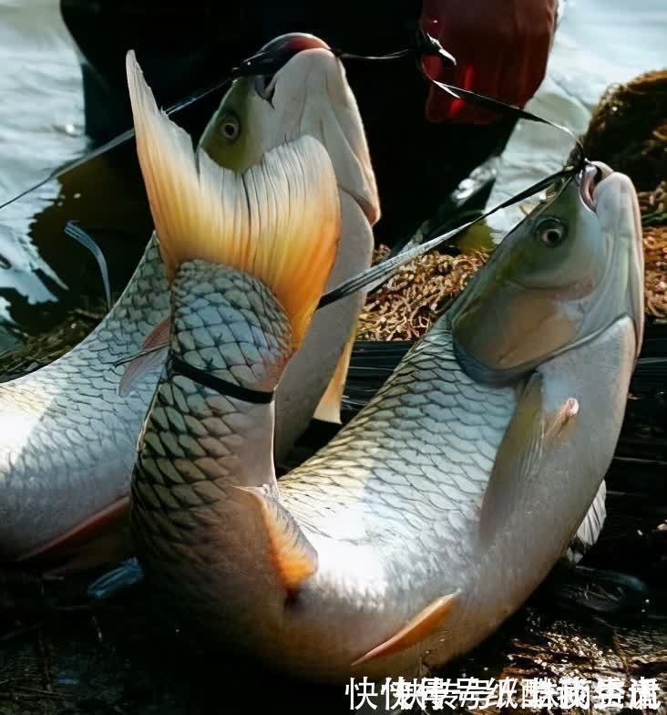 高手在民间,闽北神奇弓鱼术,能让鱼离水几天不死,是真的吗?