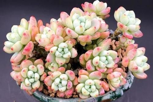 喜欢带有香味的多肉，又嫌弃劳尔和百合莉莉难养，选丸叶松绿没错