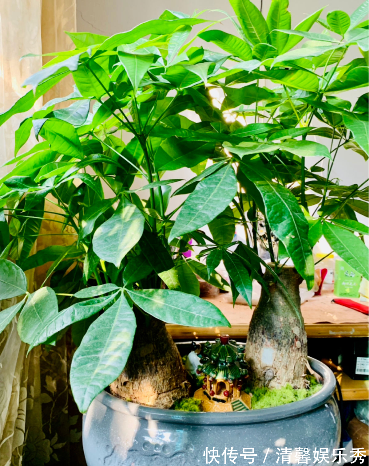 7种寓意“旺财”的花,适合养在家里,看着就有好兆头