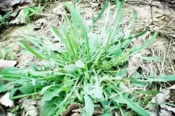 营养价值|埋没在田间的四种抗癌野菜,多数人嫌脏不吃,但是营养价值高