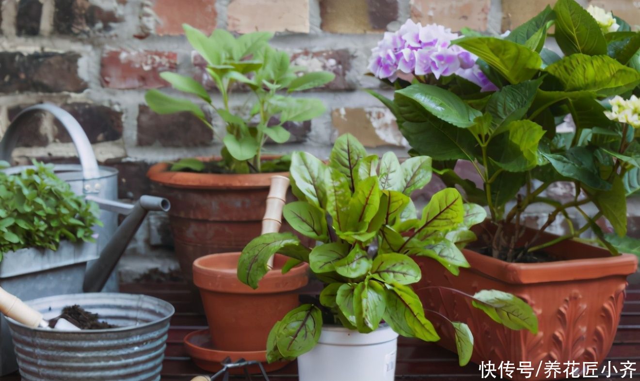 大神|总结养花“十大问题”，只要学会，你就是养花大神