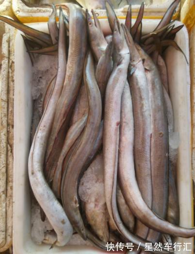 长江刀鱼|4种“名声大噪”，味道却很差的鱼，大部分人吃的只是“面子”