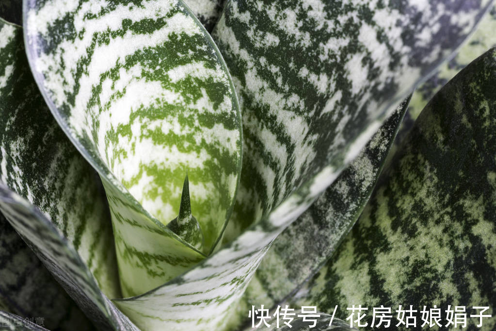 繁殖|老花匠养的虎皮兰叶厚芽多、颜色艳丽，只要做好6点，你也可以