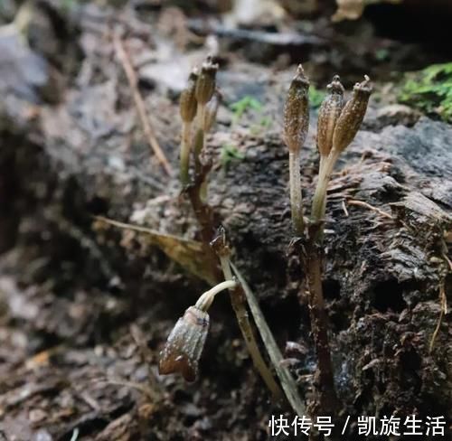 世界上最丑的兰花,外形丑陋无比,却拥有玫瑰般的香气