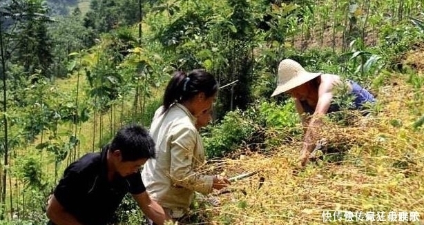 它是血管“清洁工”每晚睡前吃一点,清除血管垃圾,远离血栓