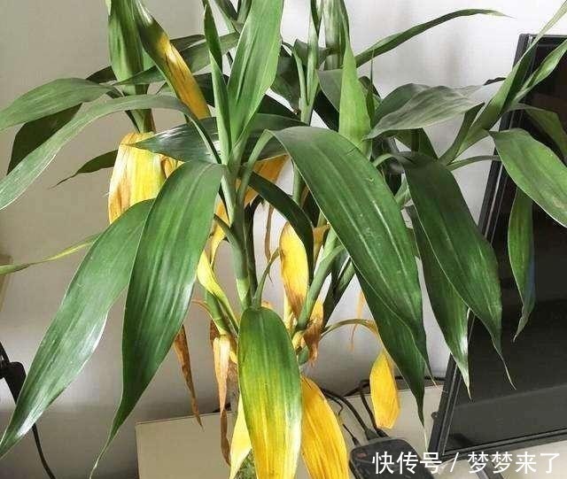 富贵竹黄叶不用急,一天搞定黄叶没问题