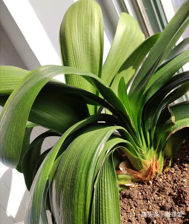 君子兰2大“嗜好”,促进轻松“爆盆”,叶子油绿开花艳