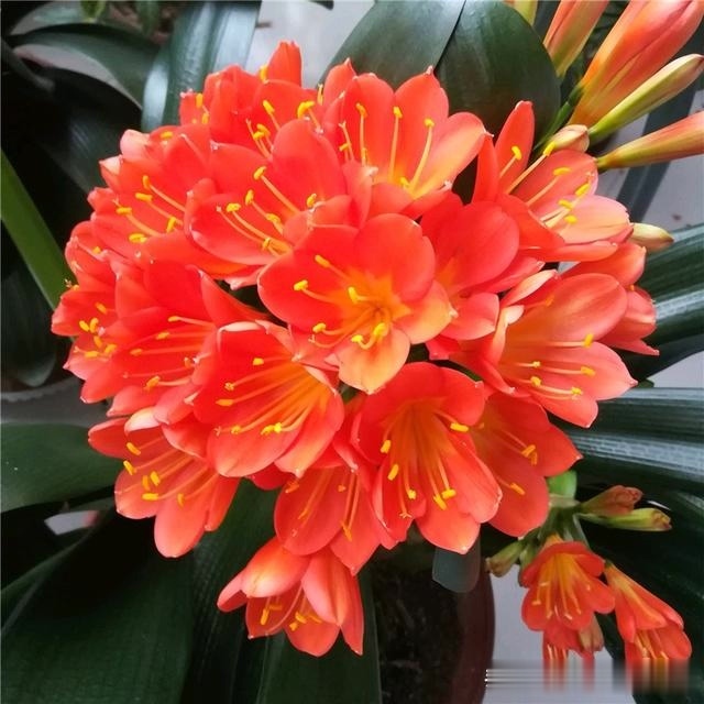 初秋给君子兰“换位置”,2种肥水轮着浇,君子兰叶片油亮爆花旺