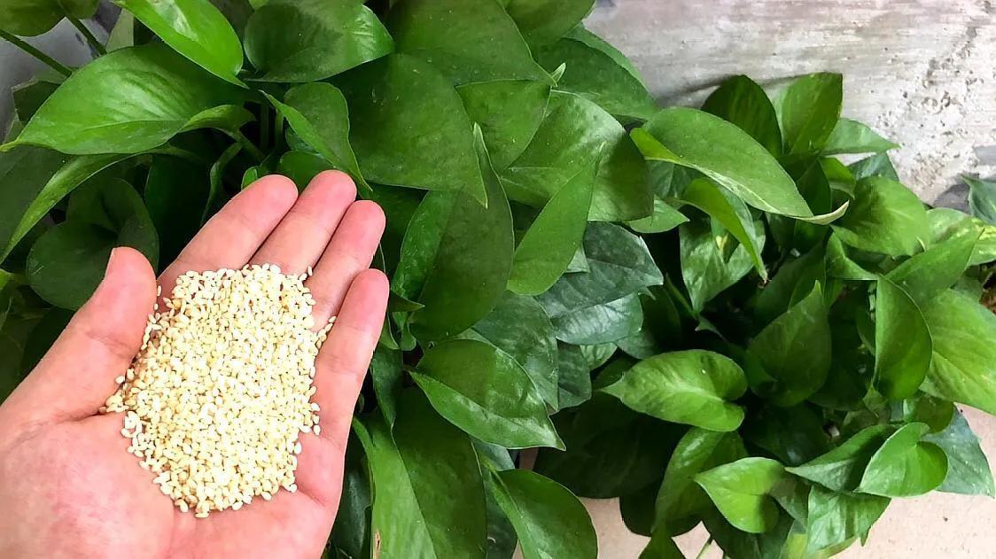 有这“6种坏习惯”，是养不好花的，快来看看你有没有