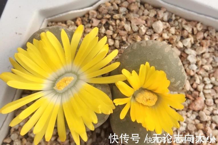 生石花|5种一般人养不活的多肉,入坑前要做“功课”,不然养一盆死一盆