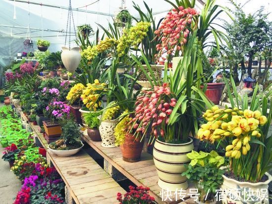 养花过来人提醒,去花市买花,此“3种”花,再便宜也别带回家