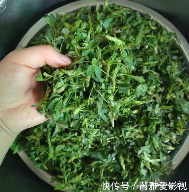 这菜比荠菜鲜美，天然补血库，三天吃一回，气血足了，皮肤更细腻