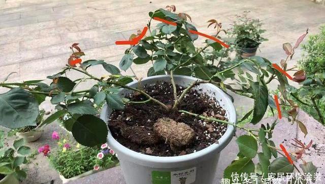 温度|月季服盆慢,满足“三要求”,“快速缓苗”,三周冒出一堆大白根