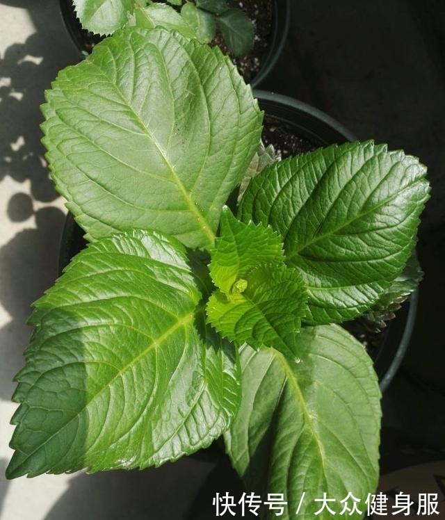 绣球花要开了,3个小技巧,让它多开10倍花、个个大花球!