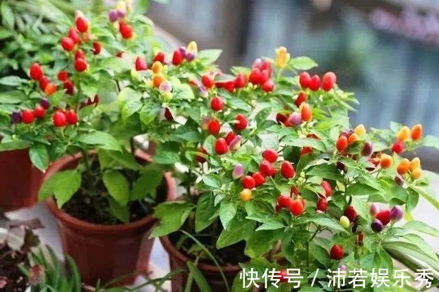 1种“蔬菜”,5颜6色比花好看,比菜好吃,一盆结果100个