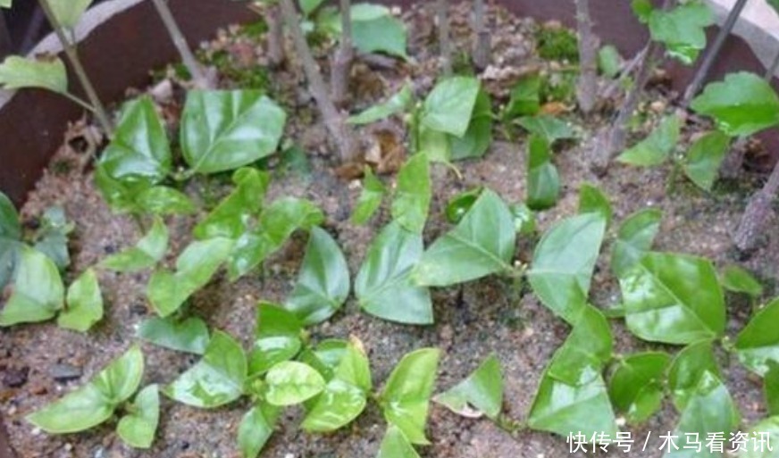 扦插|“4种花”不用花钱买随便剪个枝，“插”土里就活，10天就生根