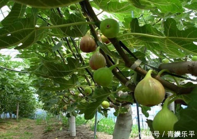 乡间趣事山上一“野树”，果子当零食，叶子当药草，全身都是宝