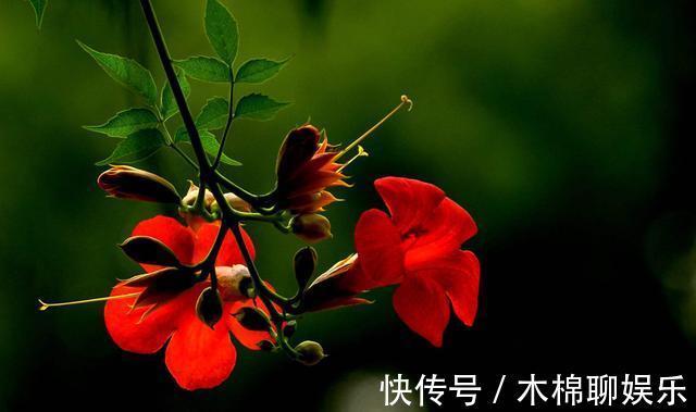 熟悉而陌生的“凌霄花”，掐个枝埋花盆，几年吃掉你的房，太猖狂