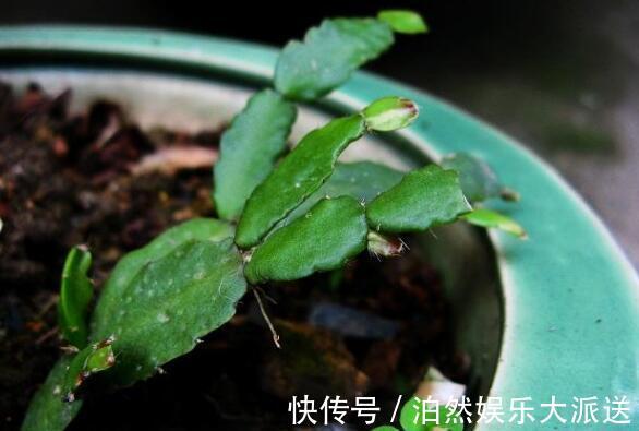 光照|蟹爪兰叶子又薄又暗，坚持1个月，9月开始长出“硬朗叶”，太密了