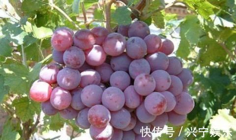 荔枝|人到中年想长寿，不妨多吃以下四种食物，补血补肾，早吃早健康