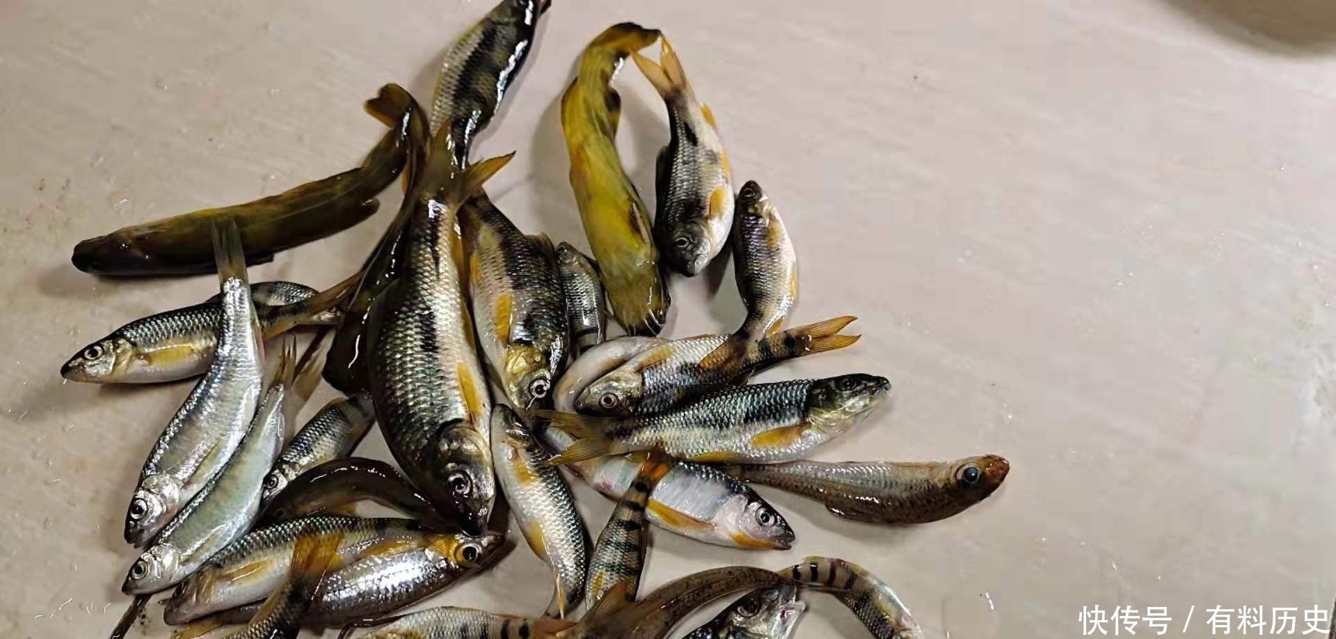 溪石斑,鱼体虽小价格昂贵,很多钓鱼人根本不懂如何垂钓!