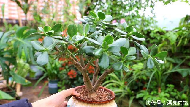 花香花期|这3种花春天狠修剪,到了花期全是花,开花香花期长