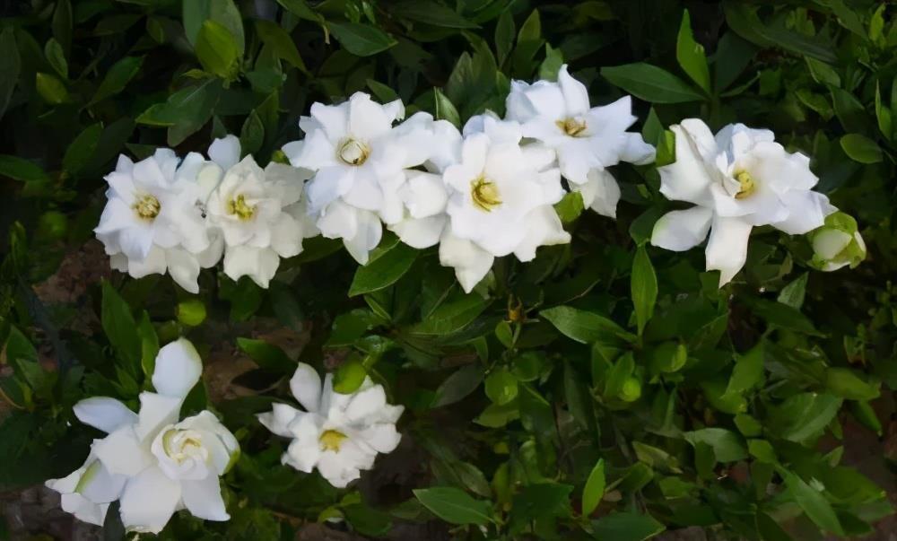 栀子花|7月公认难养的2种花,便宜也不买,一不小心就挂掉,切忌贪小便宜