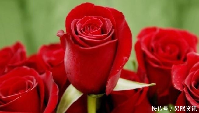 喜欢玫瑰，就养盆“精品玫瑰”红玫瑰，花开红色似火，美艳优雅！