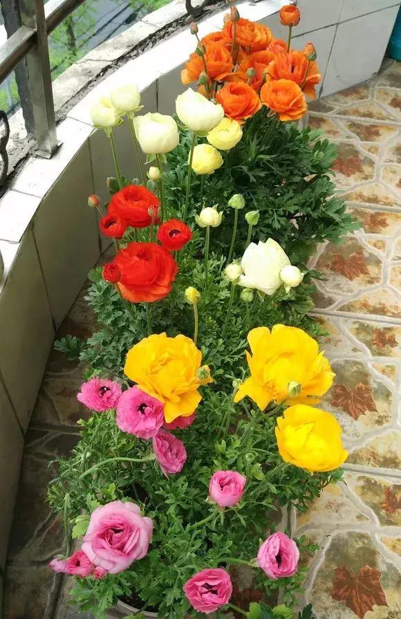 种花|3种花人称“夏必死”,买一盆死一盆,新手小白别忽视