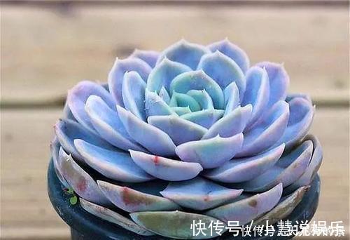 杂交品种|20款高贵梦幻紫色多肉，养一盆“紫气东来”，总有一款是你喜欢的